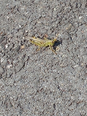 Melanoplus differentialis