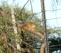 Paraxerus cepapi cepapi