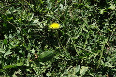 Taraxacum pseudomurbeckianum