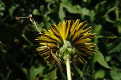 Taraxacum pseudomurbeckianum