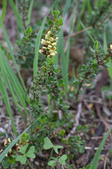 Polygonum undulatum