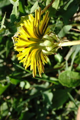 Taraxacum pseudomurbeckianum
