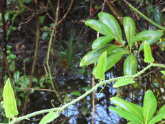 Smilax tamnoides
