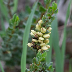 Polygonum undulatum