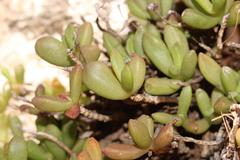 Delosperma esterhuyseniae