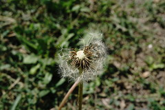 Taraxacum pseudomurbeckianum