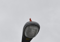 Cardinalis cardinalis