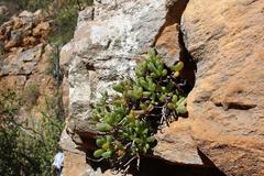 Delosperma esterhuyseniae