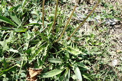 Taraxacum pseudomurbeckianum