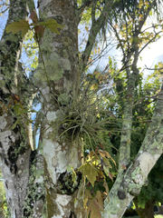 Tillandsia recurvata image