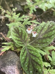 Gloxinia erinoides