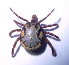 Amblyomma hebraeum