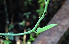 Smilax tamnoides