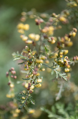Artemisia santolinifolia
