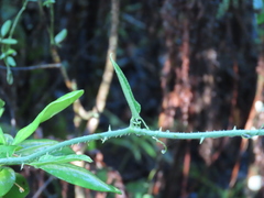 Smilax tamnoides