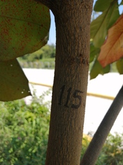 Terminalia kaernbachii