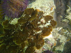 Exallosorus harveyanus