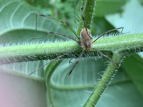 Canestrini's Harvestman, Louis Bouwmeesterstraat, Hengelo, Overijssel, NL, photo 7 of 10