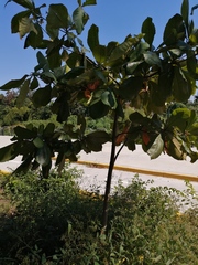 Terminalia kaernbachii