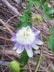 Passiflora arizonica