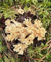 Ramaria flava