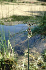 Schoenoplectus litoralis