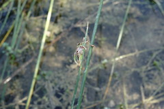 Schoenoplectus litoralis