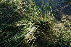 Schoenoplectus litoralis