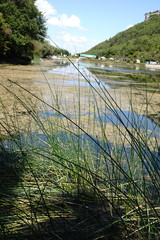 Schoenoplectus litoralis