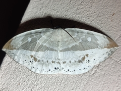 Cyclidia substigmaria