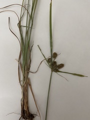 Cyperus echinatus