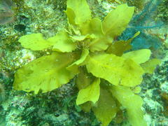 Sargassum incisifolium