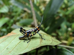 Chromacris psittacus