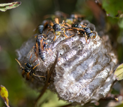 Polistes riparius