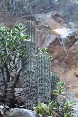 Euphorbia polygona