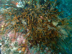 Bifurcariopsis capensis