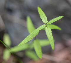 Veronica krasnoborovii