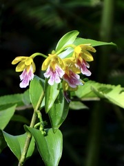 Epidendrum wallisii