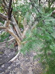 Bursera microphylla