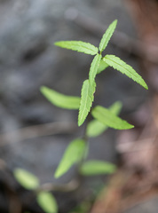 Veronica krasnoborovii