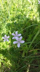 Geranium asphodeloides