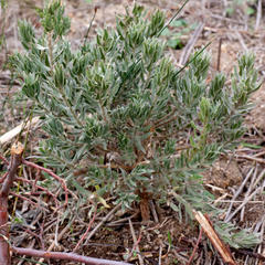 Xiphotheca lanceolata