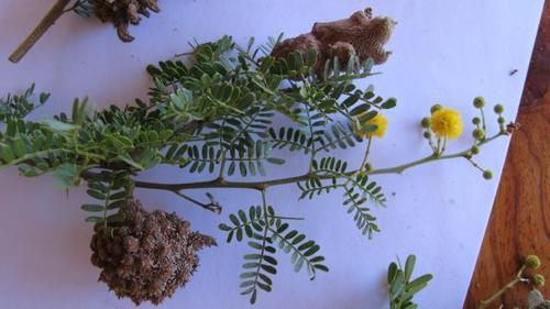 Ravenelia macowaniana image