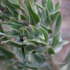 Xiphotheca lanceolata