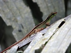 Anolis ventrimaculatus