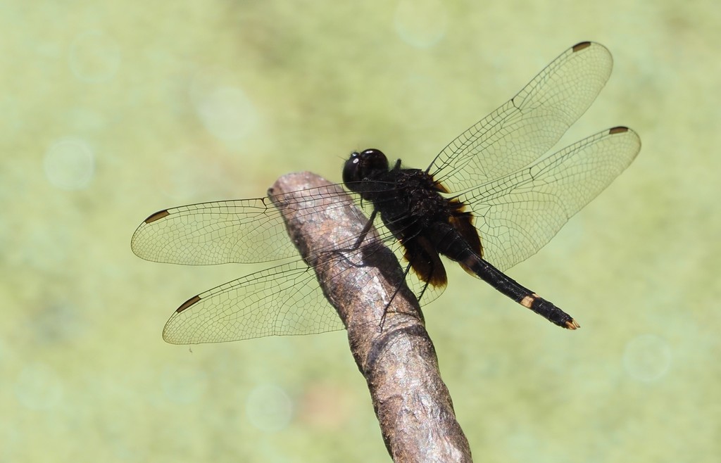 Black Pondhawk
