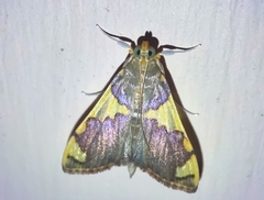 Rehimena phrynealis