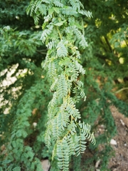 Parkinsonia praecox