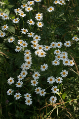 Tripleurospermum caucasicum