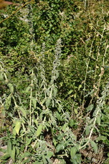 Stachys germanica